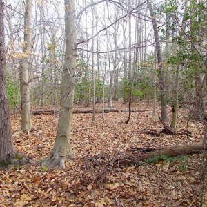 Photo of SOLD!!  49 Acres Overlooking Little Creek Reservoir in James City Co VA!