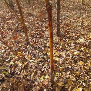 Photo of SOLD!!  49 Acres Overlooking Little Creek Reservoir in James City Co VA!