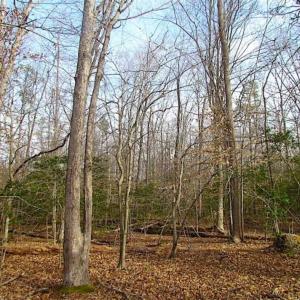 Photo of SOLD!!  49 Acres Overlooking Little Creek Reservoir in James City Co VA!