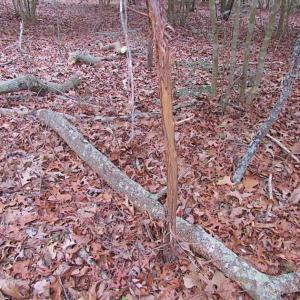 Photo of REDUCED!  65 Acre Working Farm For Sale in Accomack County VA!