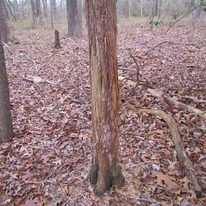 Photo of REDUCED!  65 Acre Working Farm For Sale in Accomack County VA!