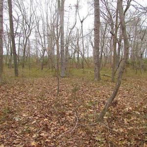 Photo of REDUCED!  65 Acre Working Farm For Sale in Accomack County VA!