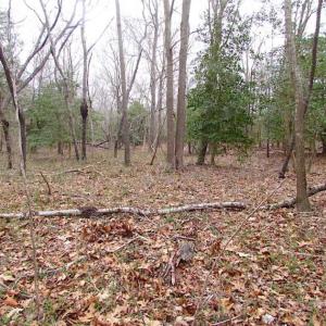 Photo of REDUCED!  65 Acre Working Farm For Sale in Accomack County VA!