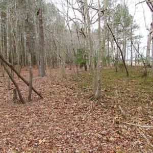 Photo of REDUCED!  65 Acre Working Farm For Sale in Accomack County VA!