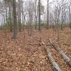 Photo of REDUCED!  65 Acre Working Farm For Sale in Accomack County VA!