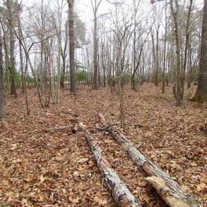 Photo of REDUCED!  65 Acre Working Farm For Sale in Accomack County VA!