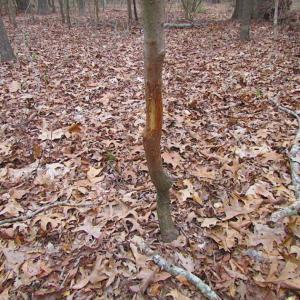 Photo of REDUCED!  65 Acre Working Farm For Sale in Accomack County VA!
