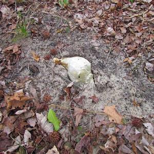Photo of REDUCED!  65 Acre Working Farm For Sale in Accomack County VA!