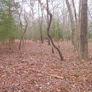 Photo of REDUCED!  65 Acre Working Farm For Sale in Accomack County VA!