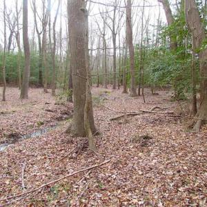 Photo of REDUCED!  65 Acre Working Farm For Sale in Accomack County VA!