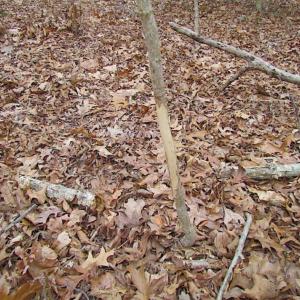 Photo of REDUCED!  65 Acre Working Farm For Sale in Accomack County VA!
