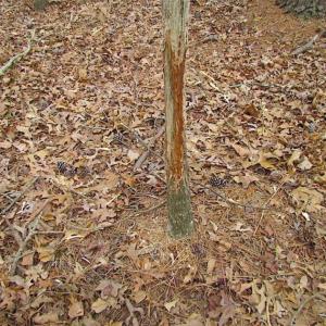 Photo of REDUCED!  65 Acre Working Farm For Sale in Accomack County VA!
