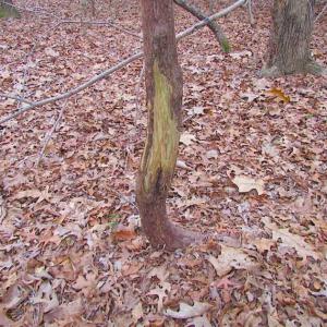 Photo of REDUCED!  65 Acre Working Farm For Sale in Accomack County VA!