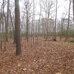 Photo of REDUCED!  65 Acre Working Farm For Sale in Accomack County VA!