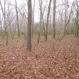 Photo of REDUCED!  65 Acre Working Farm For Sale in Accomack County VA!