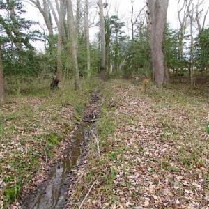 Photo of REDUCED!  65 Acre Working Farm For Sale in Accomack County VA!