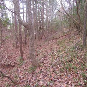 Photo of REDUCED!  65 Acre Working Farm For Sale in Accomack County VA!