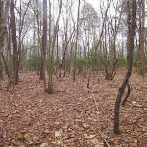 Photo of REDUCED!  65 Acre Working Farm For Sale in Accomack County VA!