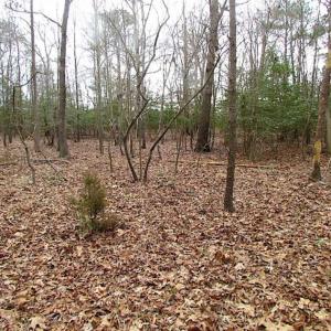 Photo of REDUCED!  65 Acre Working Farm For Sale in Accomack County VA!