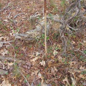 Photo of SOLD!!  20 Acres of  Farm and Timber Land For Sale in Accomack County VA!