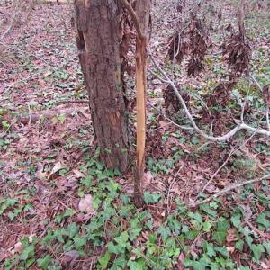 Photo of SOLD!!  20 Acres of  Farm and Timber Land For Sale in Accomack County VA!