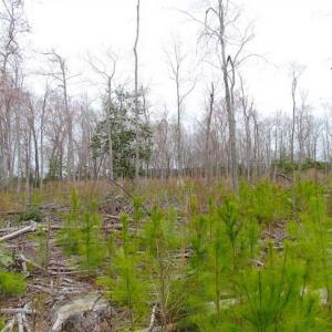 Photo of SOLD!!  20 Acres of  Farm and Timber Land For Sale in Accomack County VA!