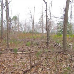 Photo of SOLD!!  20 Acres of  Farm and Timber Land For Sale in Accomack County VA!