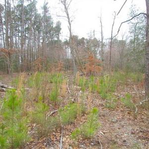 Photo of SOLD!!  20 Acres of  Farm and Timber Land For Sale in Accomack County VA!