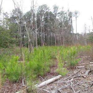 Photo of SOLD!!  20 Acres of  Farm and Timber Land For Sale in Accomack County VA!