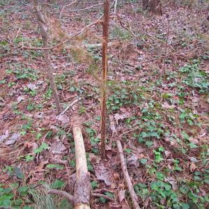 Photo of SOLD!!  20 Acres of  Farm and Timber Land For Sale in Accomack County VA!
