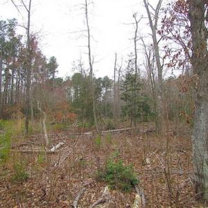 Photo of SOLD!!  20 Acres of  Farm and Timber Land For Sale in Accomack County VA!