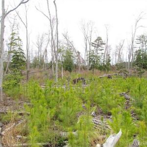 Photo of SOLD!!  20 Acres of  Farm and Timber Land For Sale in Accomack County VA!