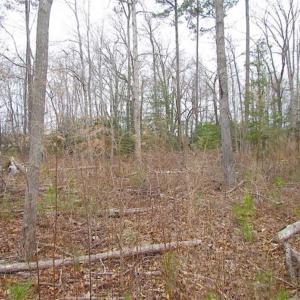 Photo of SOLD!!  20 Acres of  Farm and Timber Land For Sale in Accomack County VA!