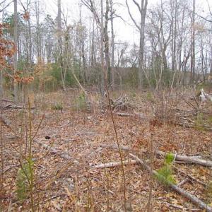 Photo of SOLD!!  20 Acres of  Farm and Timber Land For Sale in Accomack County VA!