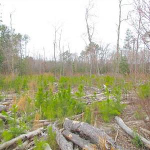 Photo of SOLD!!  20 Acres of  Farm and Timber Land For Sale in Accomack County VA!