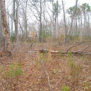 Photo of SOLD!!  20 Acres of  Farm and Timber Land For Sale in Accomack County VA!