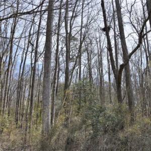 Photo of SOLD!!  26 Acres of Farm and Timber Land For Sale in Pitt County NC!
