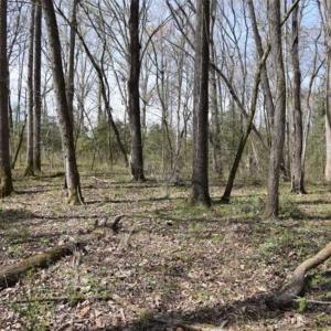Photo of SOLD!!  26 Acres of Farm and Timber Land For Sale in Pitt County NC!