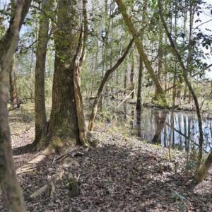 Photo of SOLD!!  26 Acres of Farm and Timber Land For Sale in Pitt County NC!