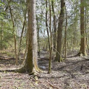 Photo of SOLD!!  26 Acres of Farm and Timber Land For Sale in Pitt County NC!