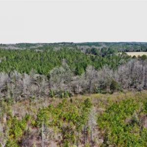 Photo of 32.5 Acres of Hunting and Timber Land for Sale in Moore County NC!