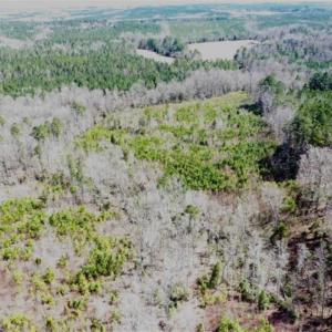 Photo of 32.5 Acres of Hunting and Timber Land for Sale in Moore County NC!