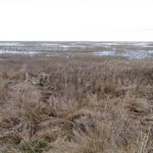 Photo of SOLD!!  69 Acres of Land with Farm House and Great Views in Accomack County VA!