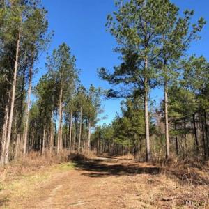 Photo of UNDER CONTRACT!!  660 Acres of Hunting and Timber Land For Sale in Pitt County NC!