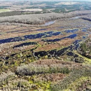 Photo of UNDER CONTRACT!!  660 Acres of Hunting and Timber Land For Sale in Pitt County NC!