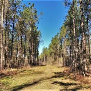 Photo of UNDER CONTRACT!!  660 Acres of Hunting and Timber Land For Sale in Pitt County NC!