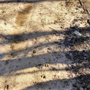 Photo of UNDER CONTRACT!!  660 Acres of Hunting and Timber Land For Sale in Pitt County NC!