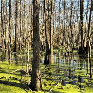 Photo of UNDER CONTRACT!!  660 Acres of Hunting and Timber Land For Sale in Pitt County NC!