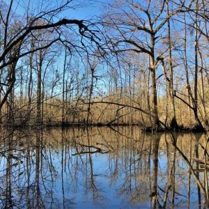 Photo of UNDER CONTRACT!!  660 Acres of Hunting and Timber Land For Sale in Pitt County NC!