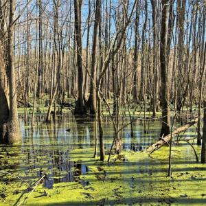 Photo of UNDER CONTRACT!!  660 Acres of Hunting and Timber Land For Sale in Pitt County NC!